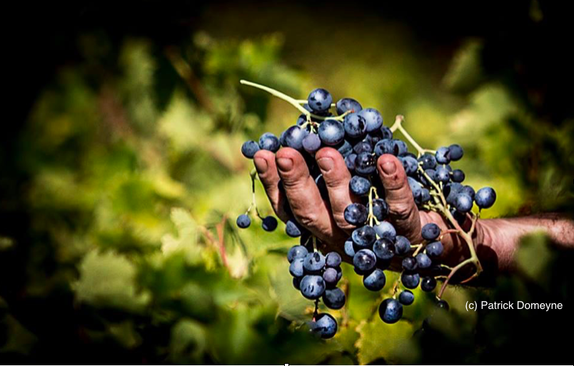 Vendanges 2016… C’est parti !