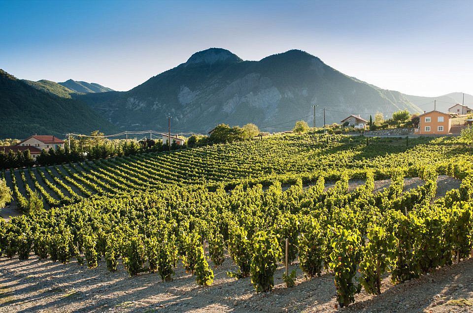 Un joli article sur notre mollard dans la Feuille de Vigne !